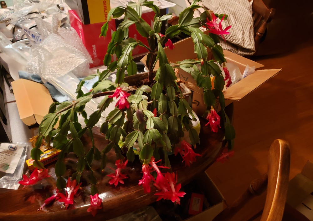 Christmas Cactus